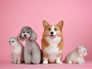 ★4/2～5限定★犬・猫好き必見！日本最大級のペットイベントでのお仕事♪【東京ビッグサイト展示会スタッフ】の詳細画像