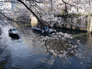 ★春の風物詩★お花見クルーズ運営スタッフ！！の詳細画像