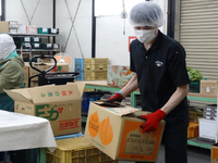 身体を動かしたい方にオススメ！"シフト自由"の野菜の仕分け作業【アルバイトからの正社員登用実績あり！】の詳細画像