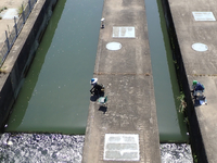 信濃川における魚道での魚類の遡上調査（4月中旬～6月中旬頃に計10日程度）の詳細画像