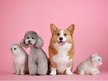 ★4/2～5限定★犬・猫好き必見！日本最大級のペットイベントでのお仕事♪【東京ビッグサイト展示会スタッフ】