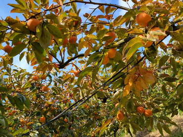 短期で稼ぎたい方歓迎!☆柿、梅、キウイの収穫、および果樹の手入れ