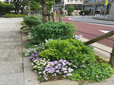 国分寺市内の花壇管理。障害者施設でのアルバイト。週1、2回、4時間OK