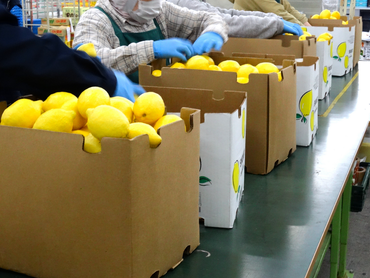 【週1～OK！】野菜のパック・検品作業のお仕事【土曜日入れる方大歓迎！】