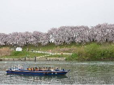 ☆桜の時期に・・・京都の船運営乗船券☆乗船券販売・誘導案内補助(´ω`)♪