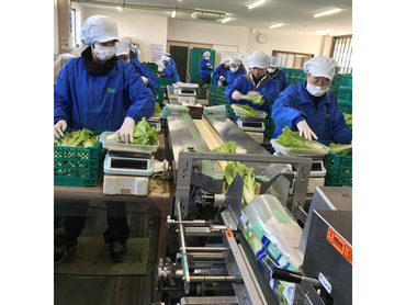 ＼期間限定アルバイト／収穫した小松菜をトリミング作業◎土日祝は時給５０円アップ！