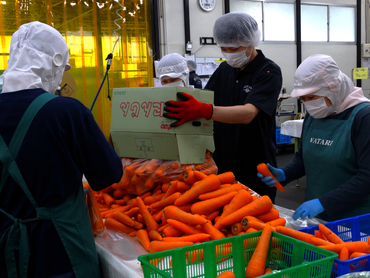 身体を動かしたい方にオススメ！"シフト自由"の野菜の仕分け作業【アルバイトからの正社員登用実績あり！】
