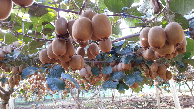 短期で稼ぎたい方歓迎!☆柿、梅、キウイの収穫、および果樹の手入れの詳細画像