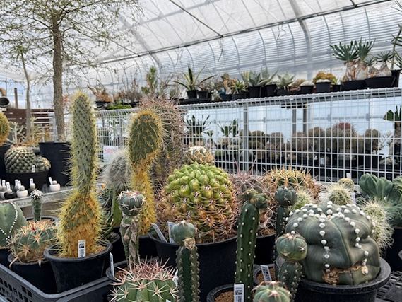 池田市の園芸専門店でサボテンや多肉植物のお世話をしませんか　週1～3　3h～　髪色服装自由　未経験者大歓迎の詳細画像
