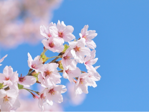 ＼土曜日のみ単発／江戸川区学校で制服受注会✨“高島屋スタッフ”として受付・お会計/esa25c43の詳細画像