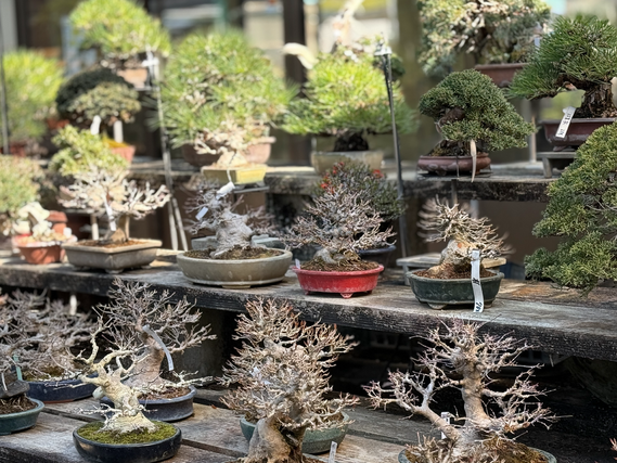 池田市の園芸専門店での梱包業務　髪色服装自由　未経験者大歓迎の詳細画像