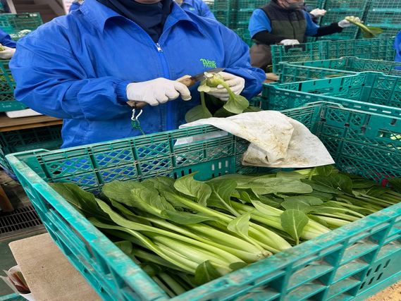 ＼期間限定アルバイト／収穫した小松菜をトリミング作業◎土日祝は時給５０円アップ！の詳細画像